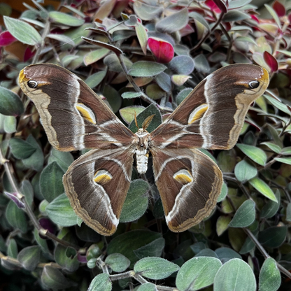 REAL Eri Silkmoth 'Samia ricini' Big MOTH Unspread