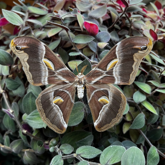 Samia Ricini Rearing Process REAL Eri Silkmoth 'Samia ricini' Big MOTH Unspread – Little Caterpillar Art