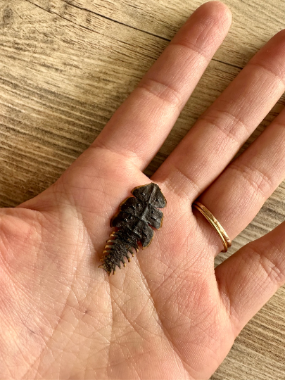 WEIRD Trilobite Beetle 'Dulticola' Female REAL