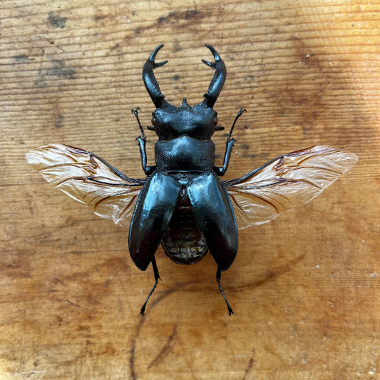 Hexarthrius buqueti, HUGE Stag Beetle (wings closed)