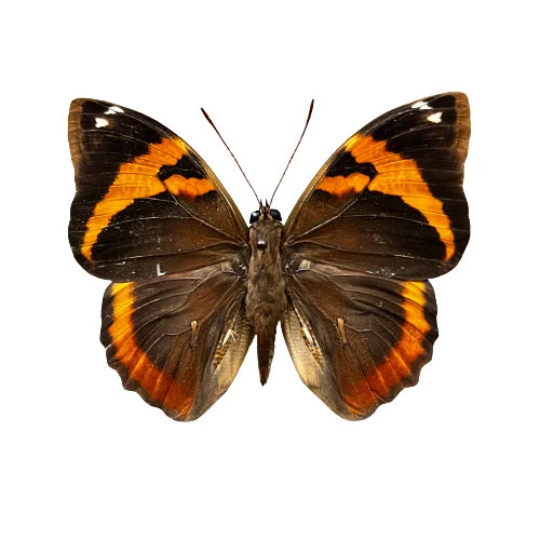 MINI Owl Butterfly ‘Opsiphanes cassina’
