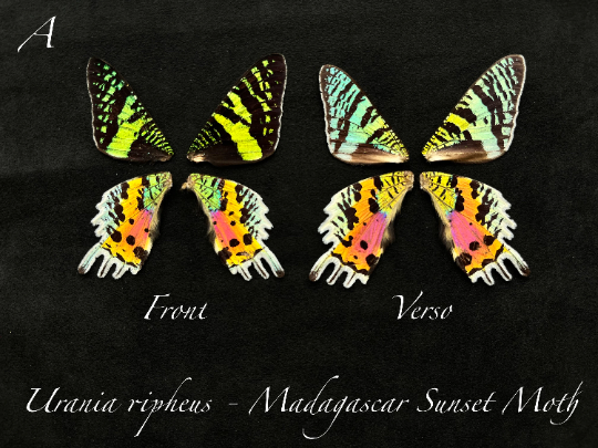Pairs of REAL Butterfly Wings for arts, crafts, jewelry Monarch, Urania leilus, Sunset Moth