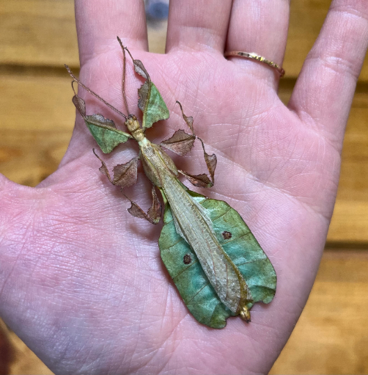REAL Male Phyllium pulchrifolium leaf insect