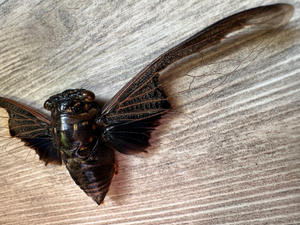 Black and White Batwing Cicada 'Cryptotympana aquila' SPREAD