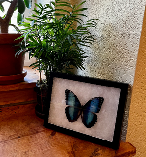 Morpho helenor FRAMED Blue Morpho Butterfly