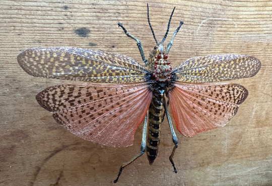 Rainbow Milkweed Locust 'Phymatueus saxosus'