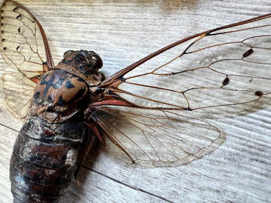 HUGE Emperor Cicada 'Pomponia intermedia' SPREAD