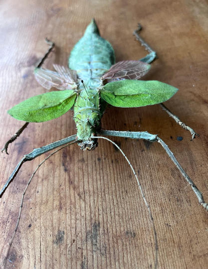 Heteropteryx dilatata, SPREAD Jungle Nymph Weird giant bug