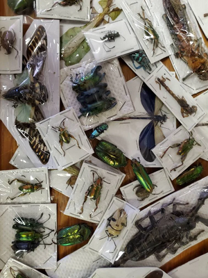 Assorted Bugs and Beetles! DAMAGED GRAB BAG