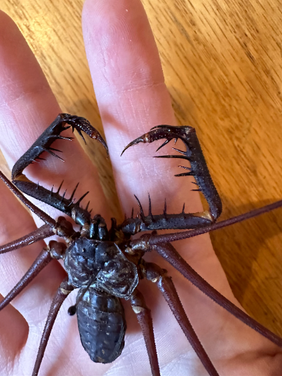 HUGE Whip Scorpion 'Amblypygi sp.' UNSPREAD