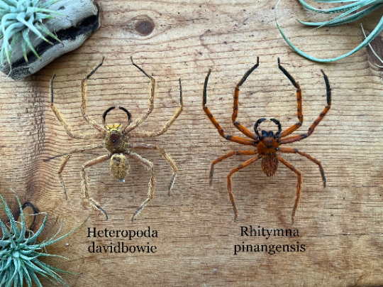 REAL Huntsman Spiders BIG!