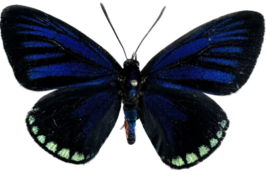 Atala Butterfly 'Eumeaus atala'