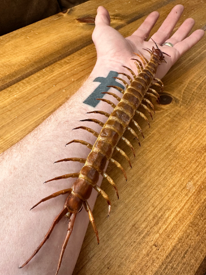 GIANT Centipede 'Scolopendra subspines' REAL