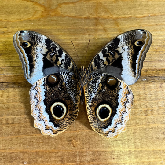 Gold Edged Owl Butterfly ‘Caligo uranus' Wings Closed