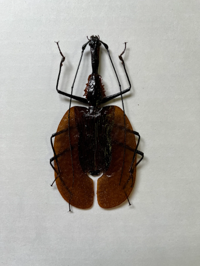 XL Violin Beetle, Mormolyce phyllodes WEIRD BUG!
