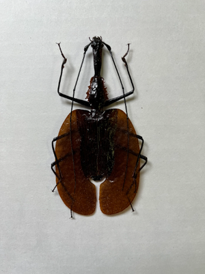 XL Violin Beetle, Mormolyce phyllodes WEIRD BUG!