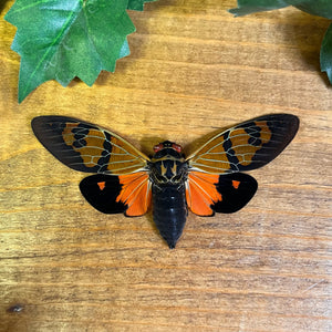 Orange Cicada ‘Gaeana festiva’ WINGS SPREAD