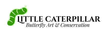 Assorted Bugs and Beetles! Cool insect species from around the world! - Little Caterpillar Art Little Caterpillar Art  