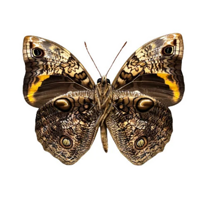 MINI Owl Butterfly ‘Opsiphanes cassina’