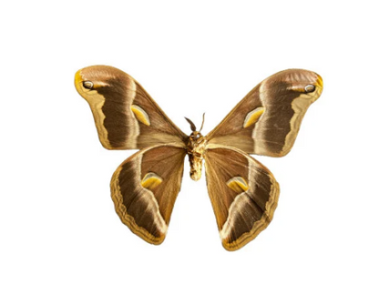 REAL Eri Silkmoth 'Samia ricini' Big MOTH Unspread