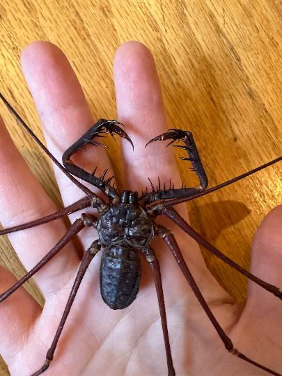 HUGE Whip Scorpion 'Amblypygi sp.' UNSPREAD