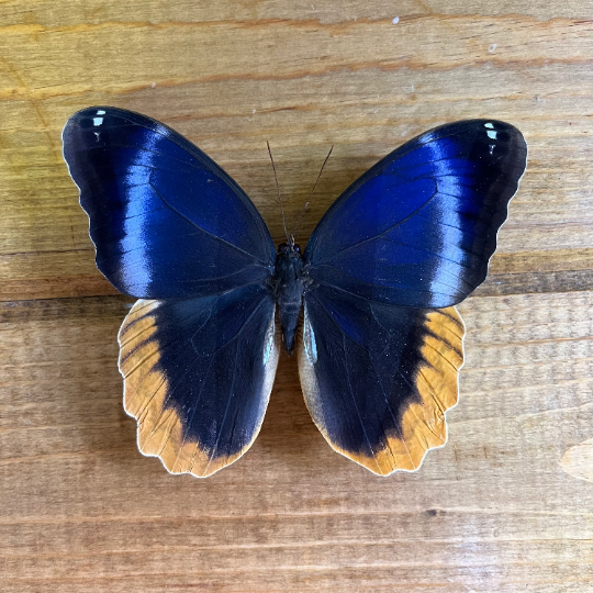 Gold Edged Owl Butterfly ‘Caligo uranus' Wings Closed