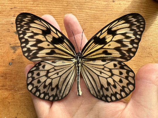 Giant Wood Nymph butterfly 'Idea leuconoe'