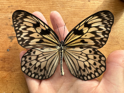 Giant Wood Nymph butterfly 'Idea leuconoe'