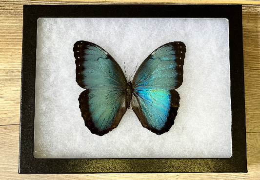 Morpho helenor FRAMED Blue Morpho Butterfly