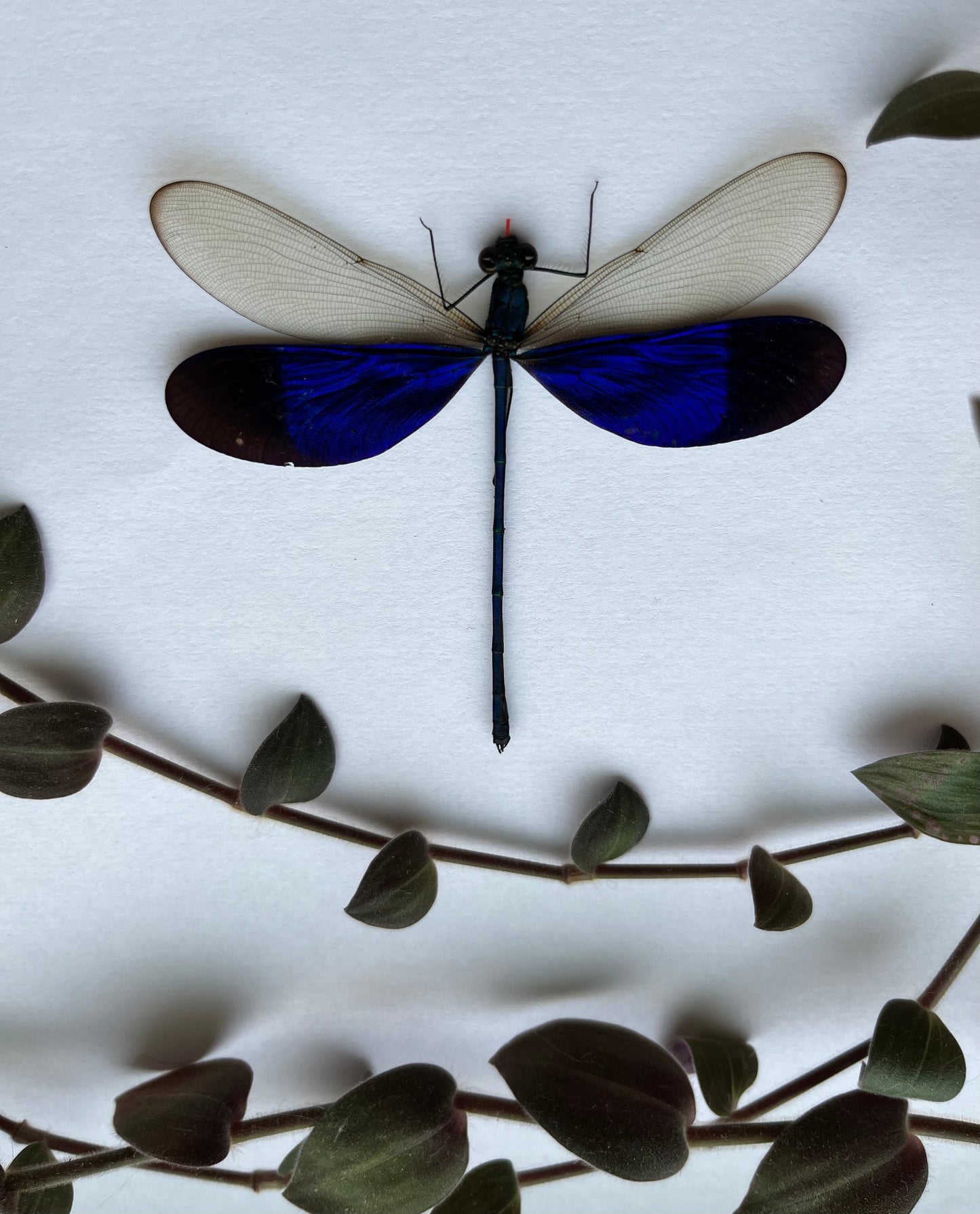 Blue Dragonfly Neurobasis Kaupi SPREAD insect Damselfly - Little Caterpillar Art Little Caterpillar Art  
