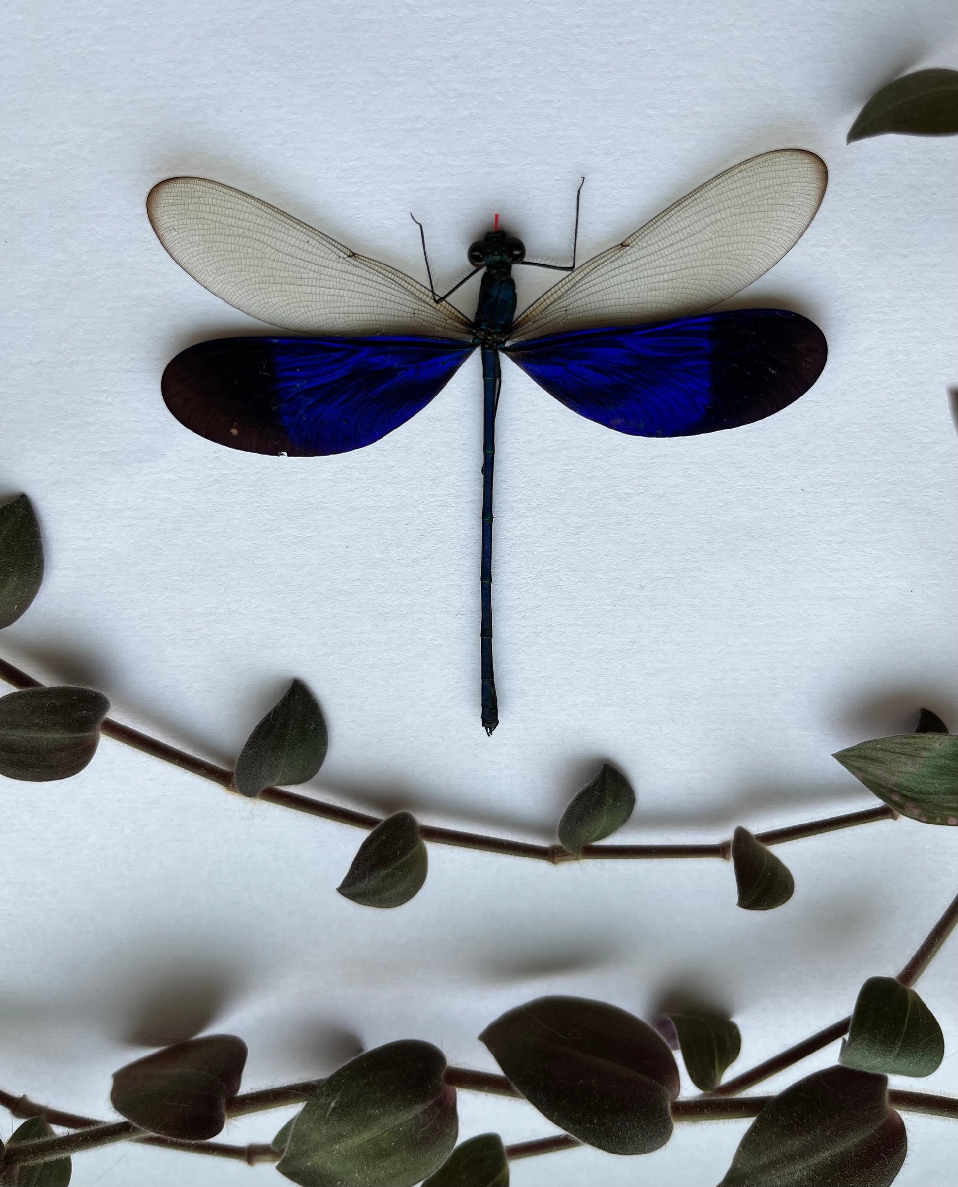 Blue Dragonfly Neurobasis Kaupi SPREAD insect Damselfly - Little Caterpillar Art Little Caterpillar Art  