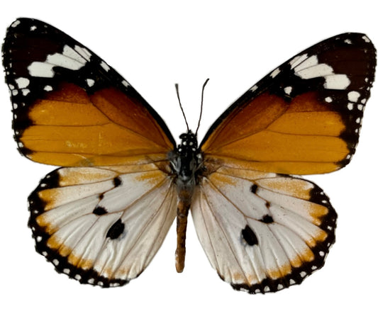 African Monarch Danaus chrysippus Butterfly Unmounted - Little Caterpillar Art Little Caterpillar Art  
