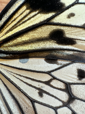 Giant Wood Nymph butterfly 'Idea leuconoe'