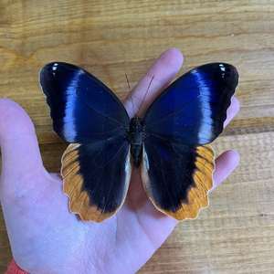 Gold Edged Owl Butterfly ‘Caligo uranus' Wings Closed