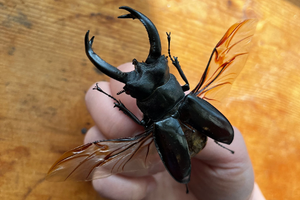 Hexarthrius buqueti, HUGE Stag Beetle (wings closed)