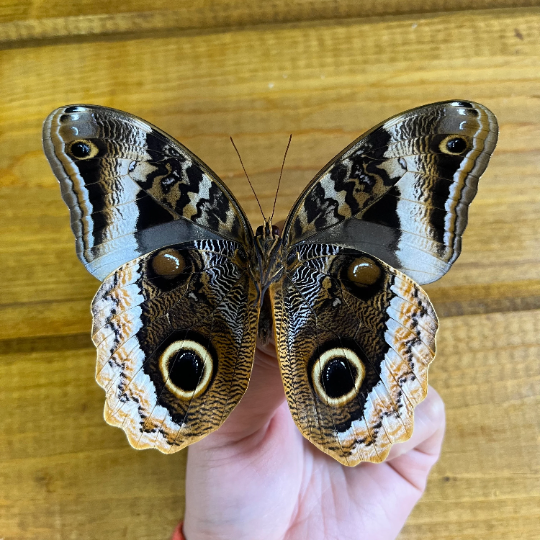 Gold Edged Owl Butterfly ‘Caligo uranus' Wings Closed