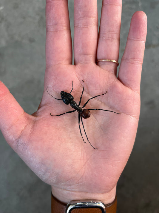 Giant Forest Ant Camponotus gigas - Little Caterpillar Art Little Caterpillar Art