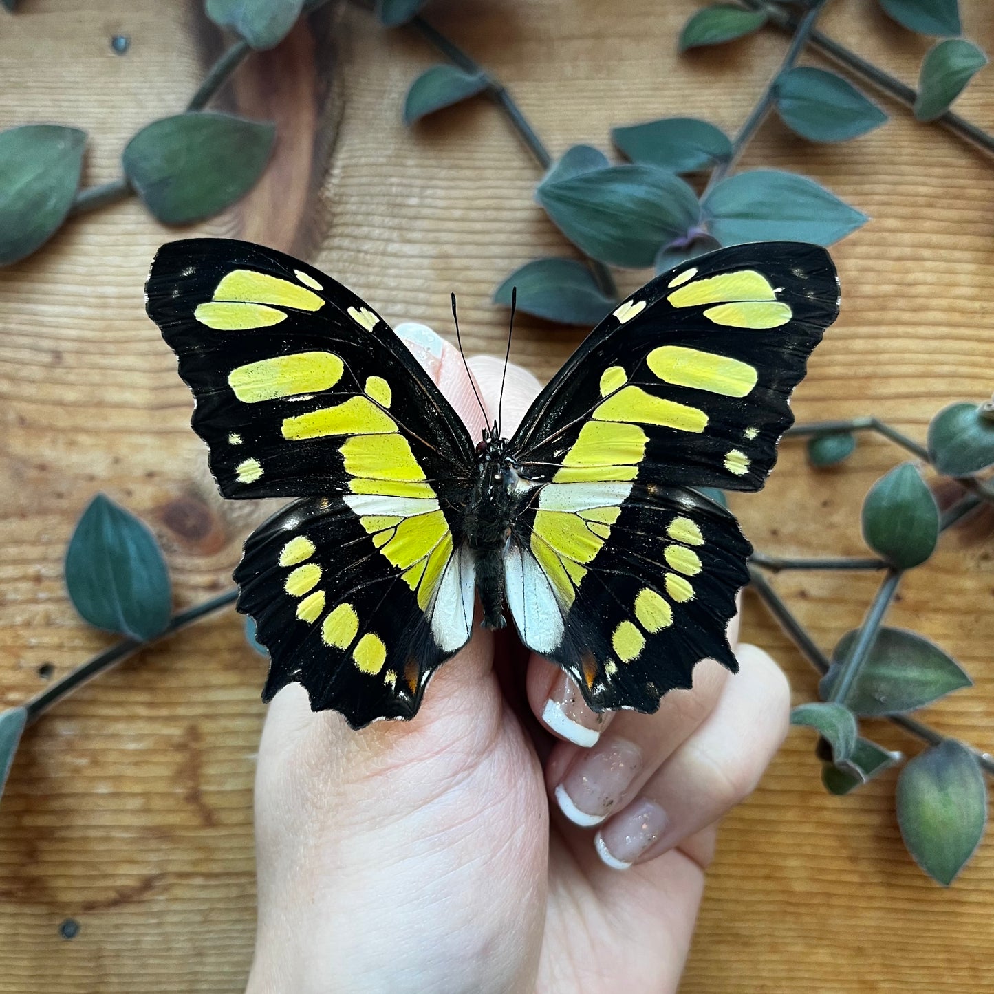 Siproeta stelenes, Malachite Butterfly - Little Caterpillar Art Little Caterpillar Art Butterfly Specimens 