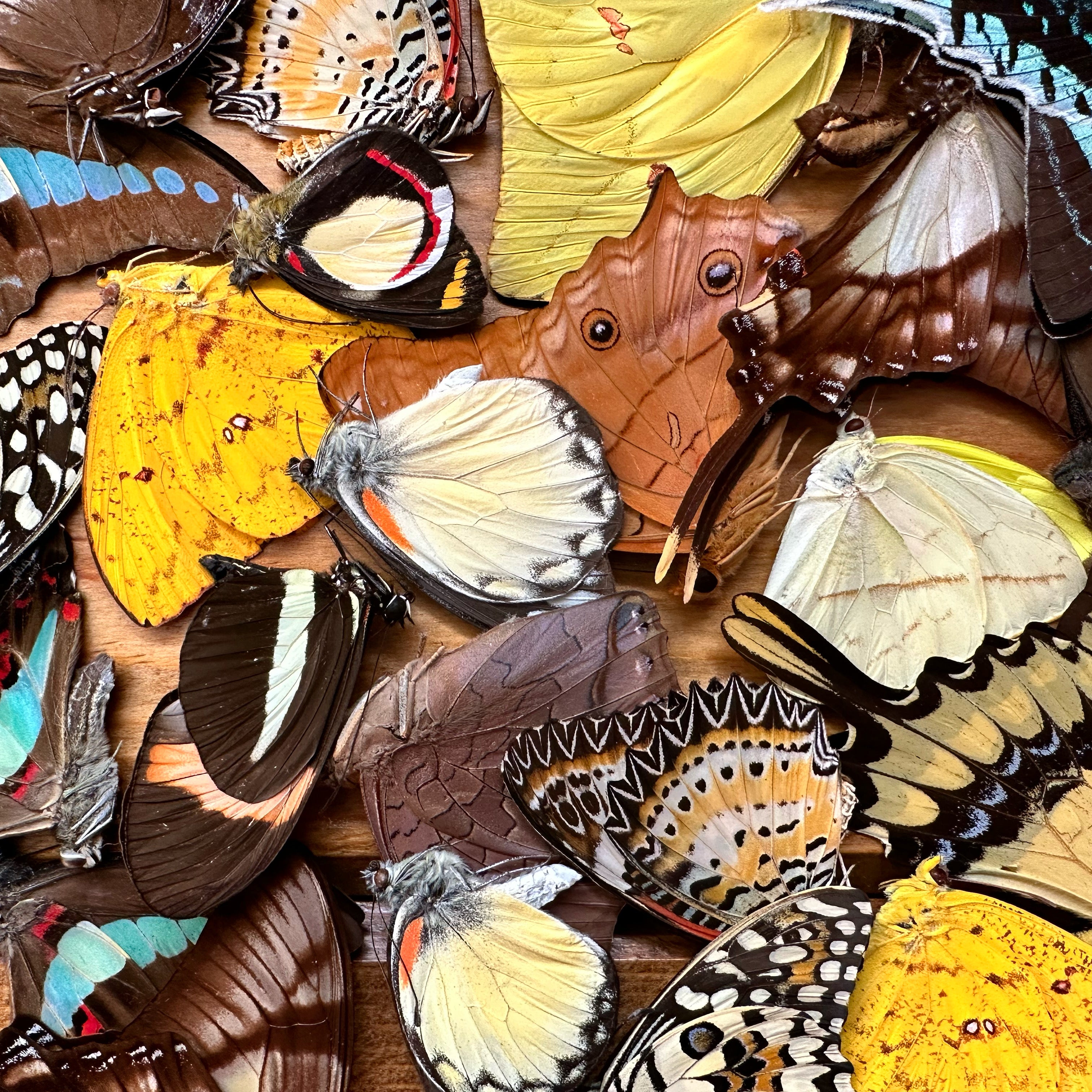 Mixed lot of REAL butterflies for artwork, crafts, and projects! Wholesale Pack! Assortment