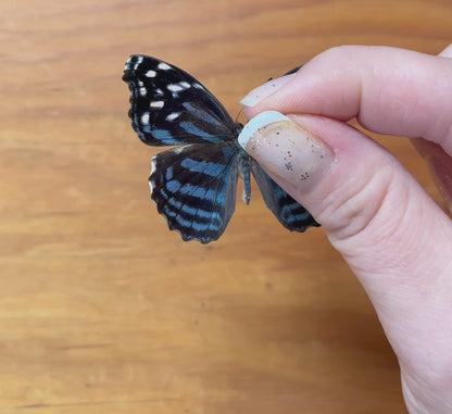 The Mexican Bluewing Butterfly Myscelia ethusa Unspread