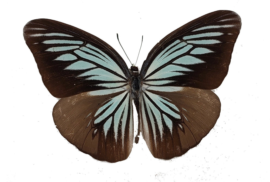 Pareronia tritaea Blue Wanderer Butterfly - Little Caterpillar Art Little Caterpillar Art Butterfly Specimens 