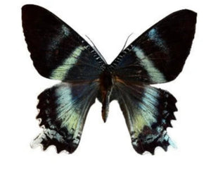 RARE Blue Dayflying Moth 'Alcides orontes'