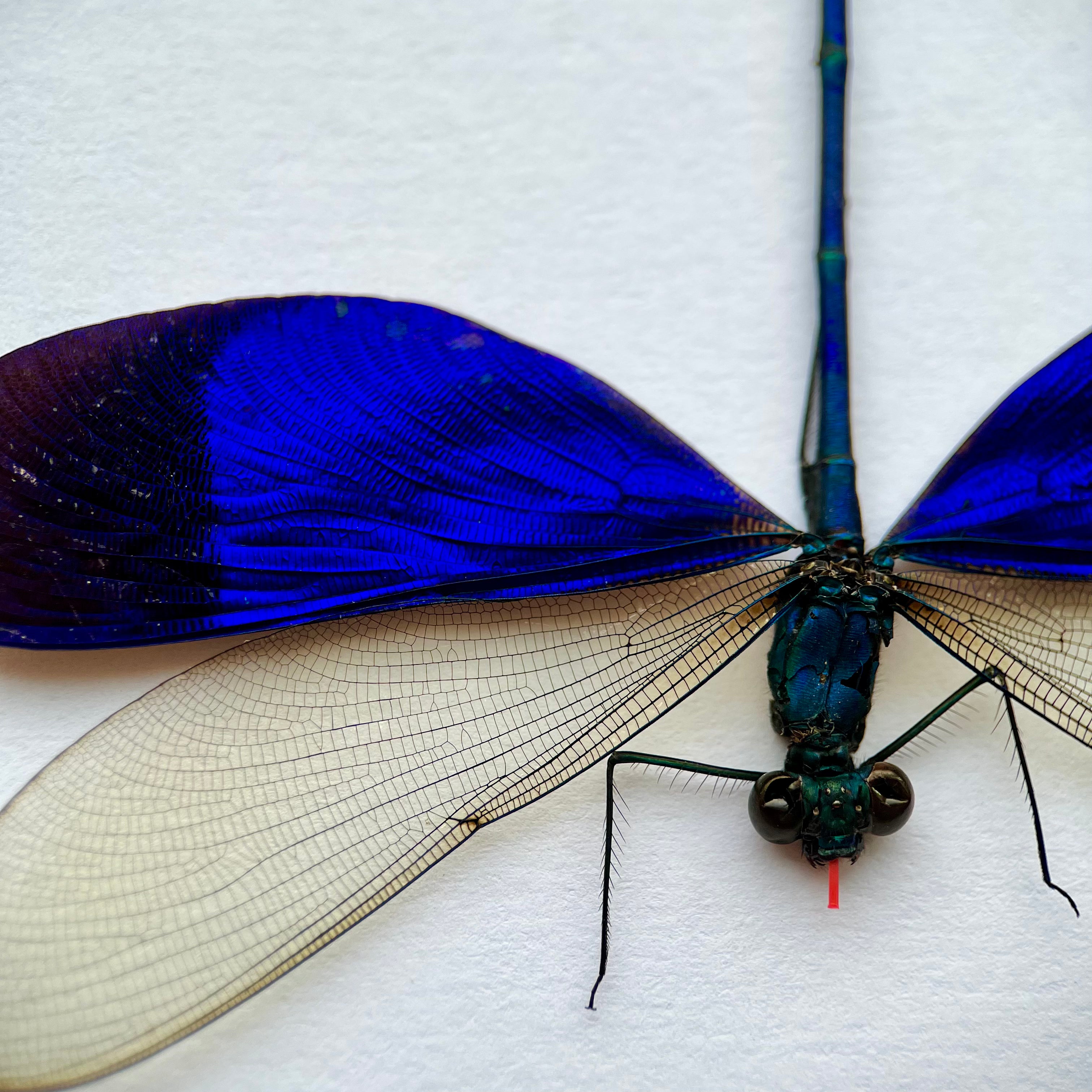 Blue Dragonfly Neurobasis Kaupi SPREAD insect Damselfly - Little Caterpillar Art Little Caterpillar Art  