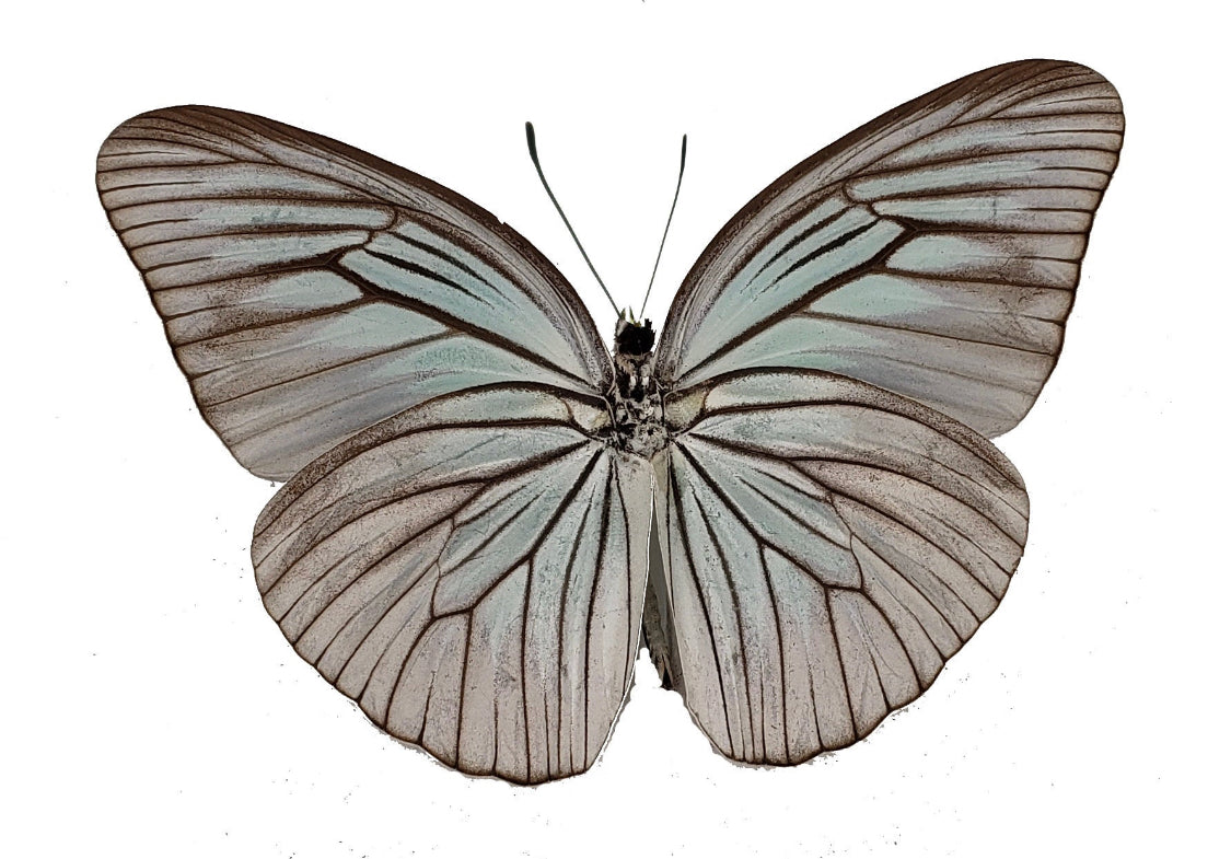 Pareronia tritaea Blue Wanderer Butterfly - Little Caterpillar Art Little Caterpillar Art Butterfly Specimens 