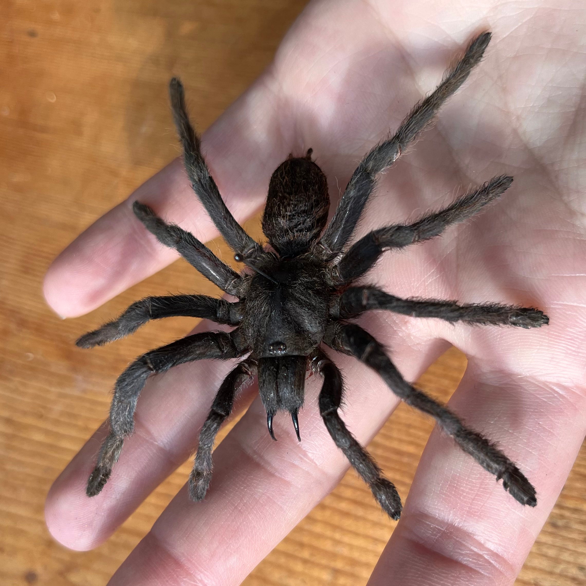 Cocoa tarantula 'Eurypelma spinicrus' Unspread Spider