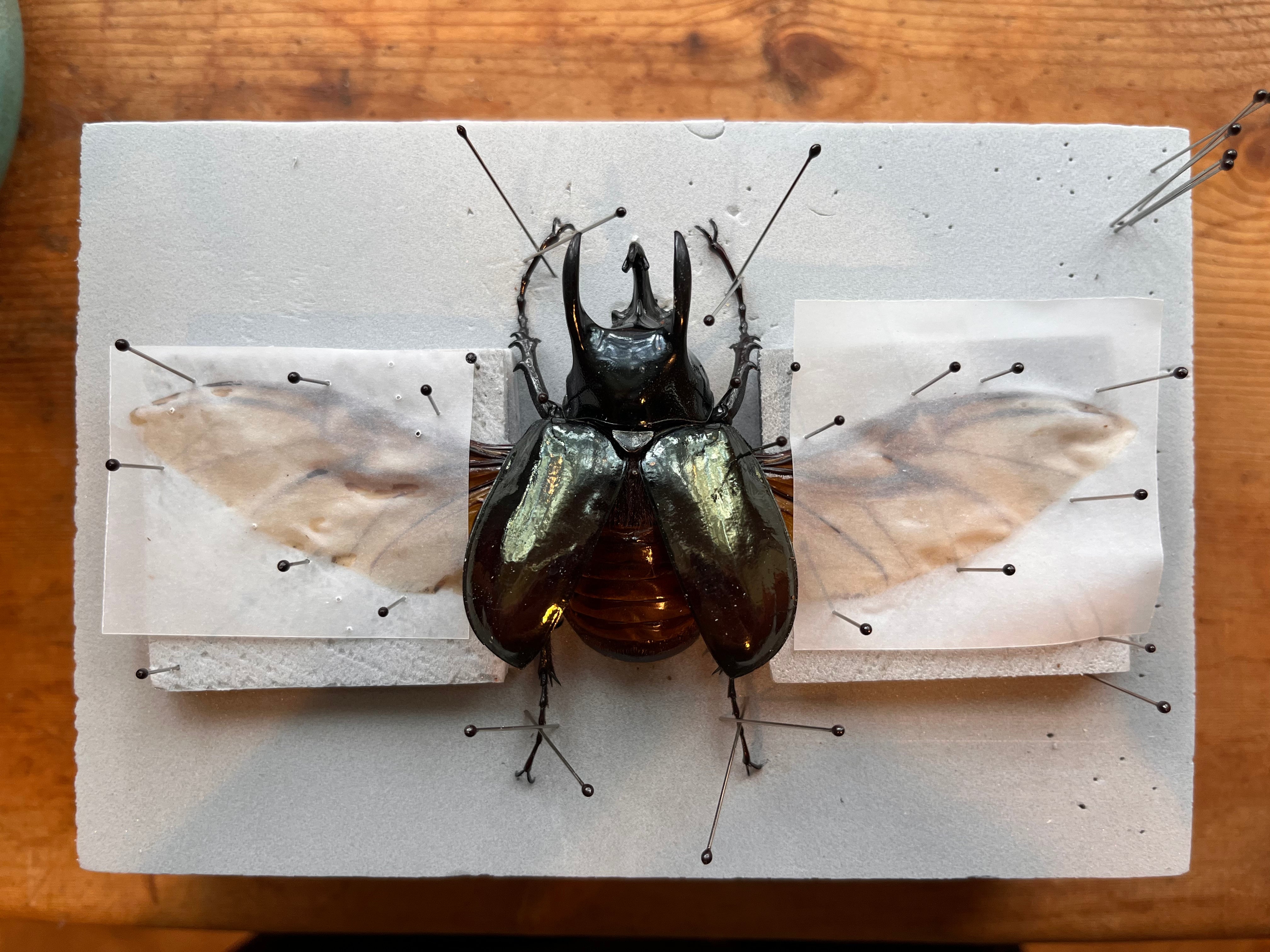 Complete Beetle Mounting Kit with Insect Spreading Board