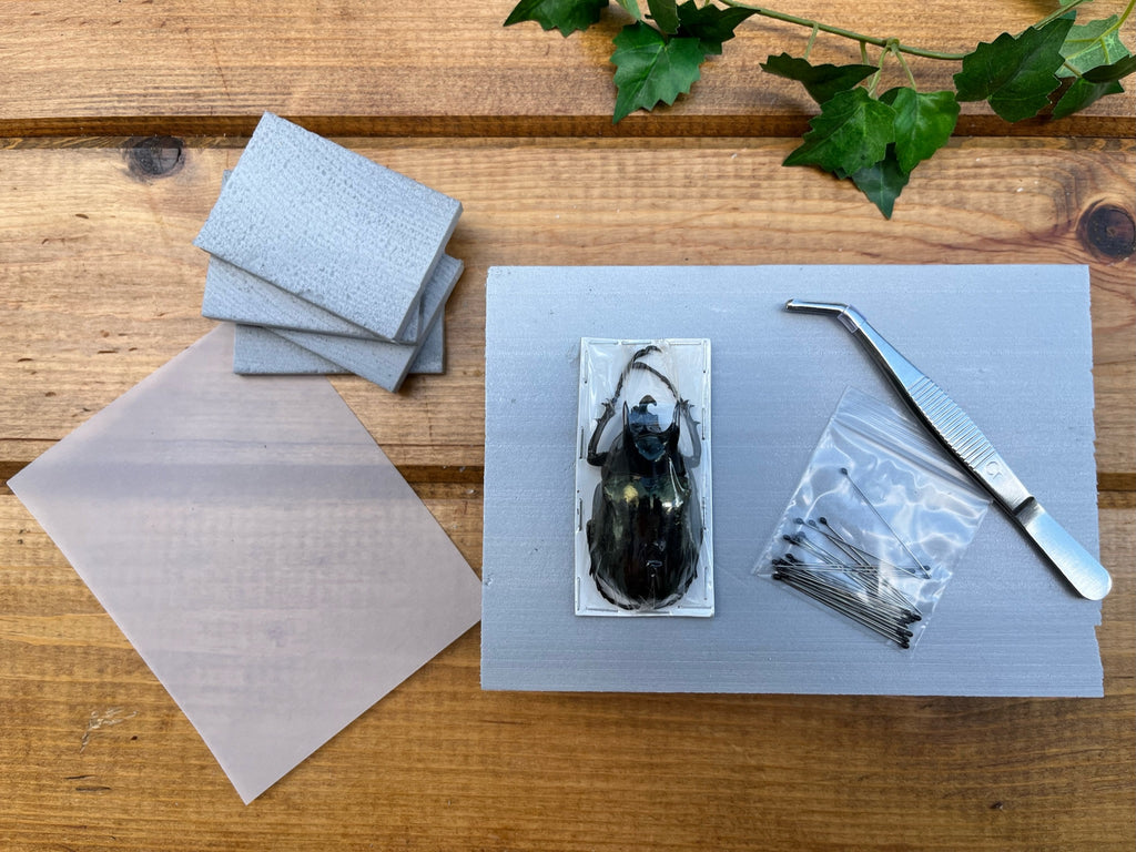 Complete Beetle Mounting Kit with Insect Spreading Board