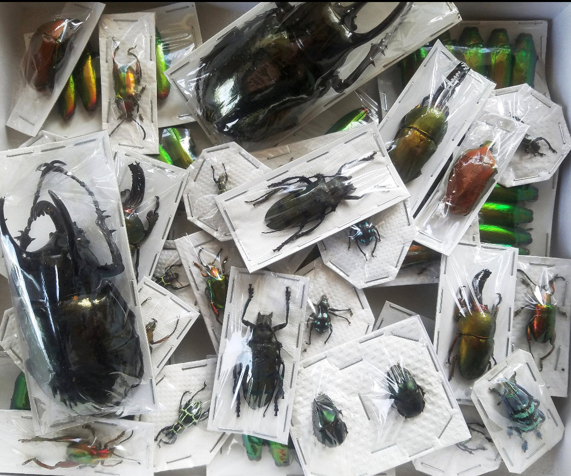 Assorted Bugs and Beetles! Cool insect species from around the world! - Little Caterpillar Art Little Caterpillar Art  