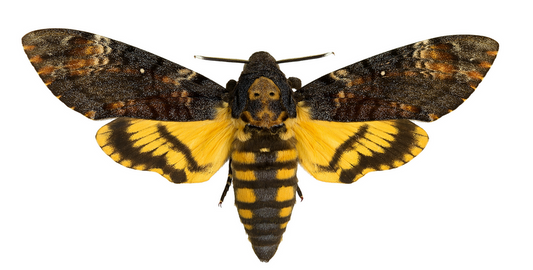 Death's Head Hawkmoth 'Acherontia atropos' UNSPREAD