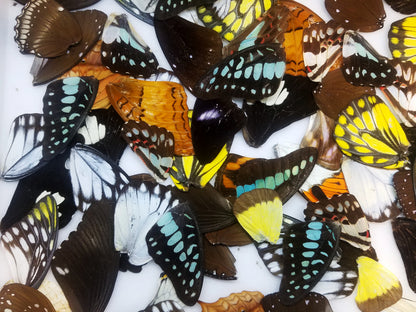 Mixed lot of tropical butterfly wings for art, crafts, jewelry - Little Caterpillar Art Little Caterpillar Art Butterfly Specimens 